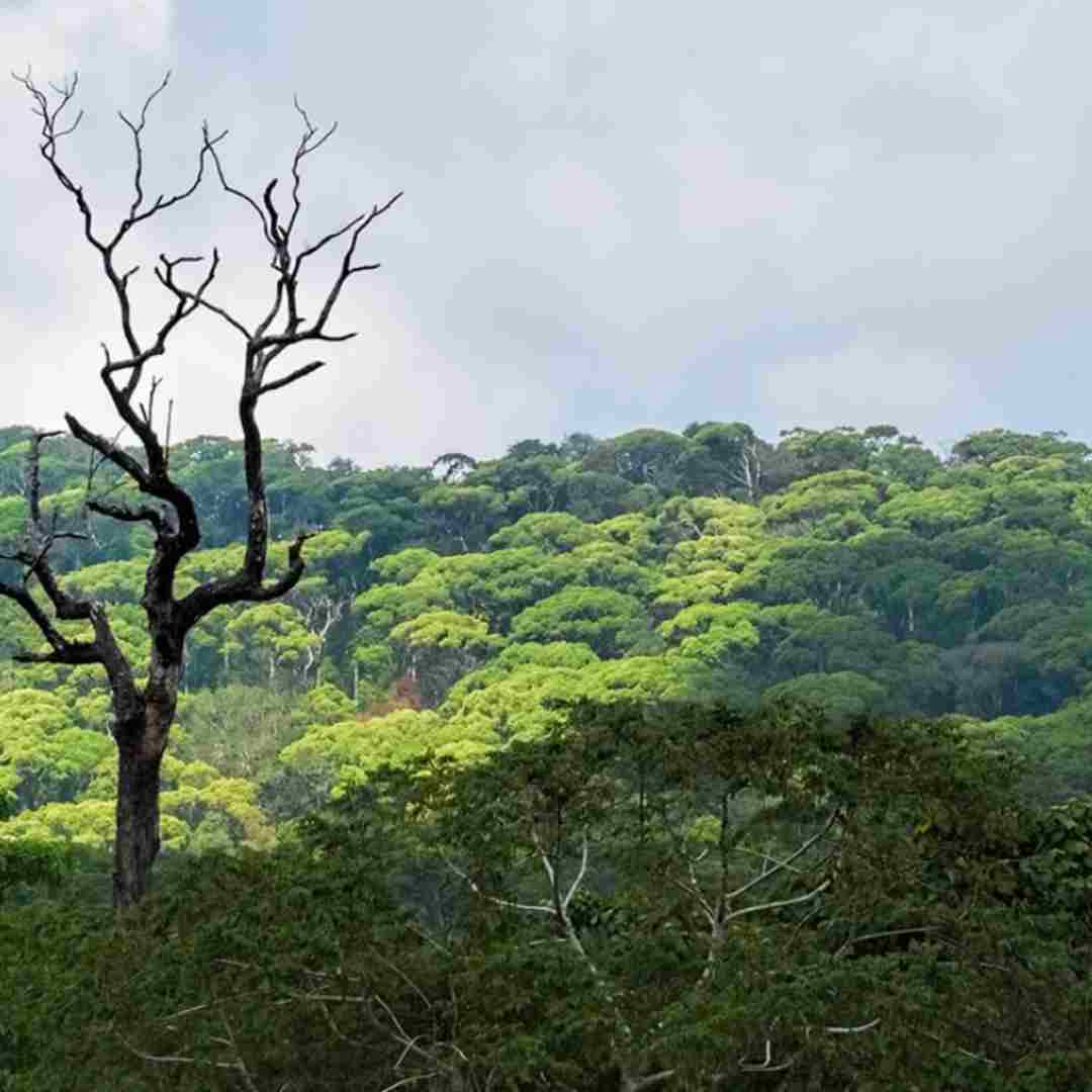 Rainforest-sri=lanka (1)